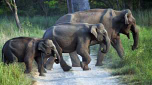 Wildlife